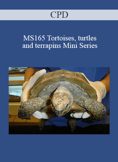 Purchuse CPD - MS165 Tortoises