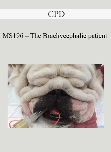 Purchuse CPD - MS196 – The Brachycephalic patient course at here with price $479 $114.