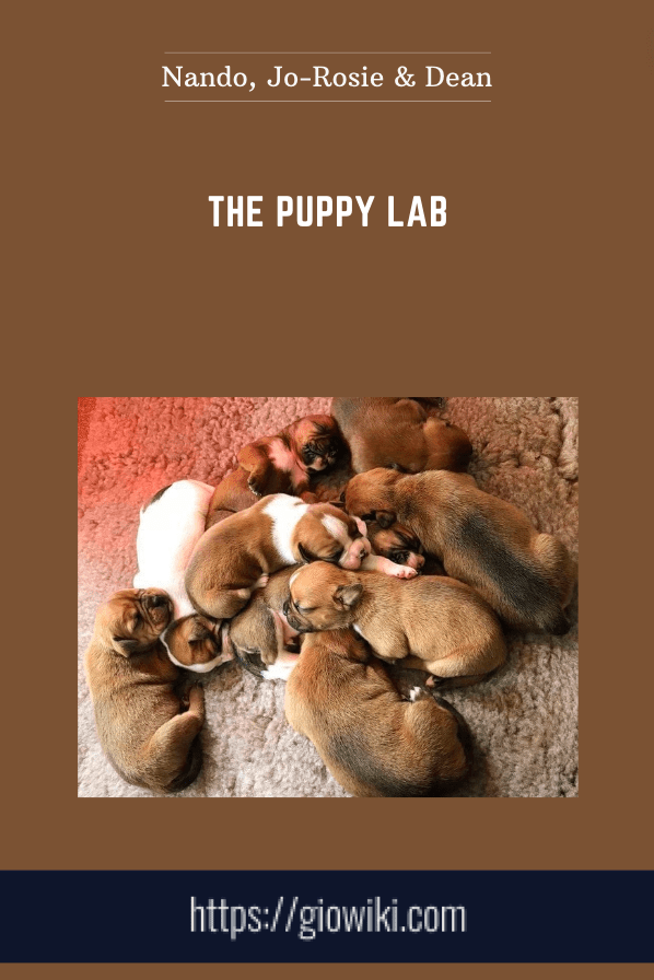 Purchuse The Puppy Lab - Nando